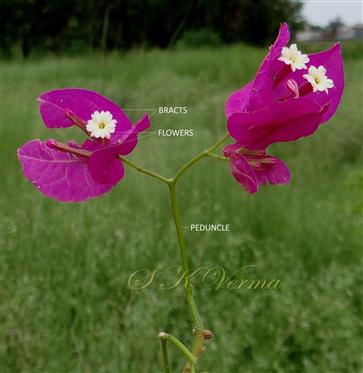  Inflorescence-Triads in dichasial cyme